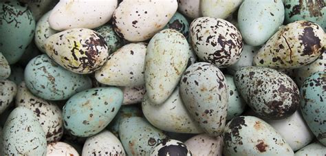 Nice Egg, but What’s the Point? | Hakai Magazine