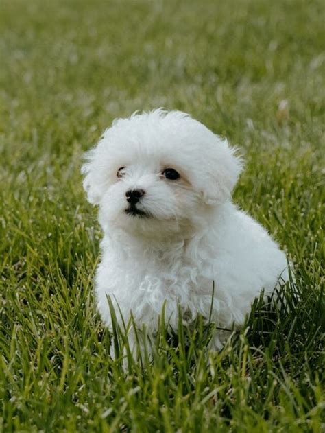 The Bichon Frise puppy - Inspiration Station