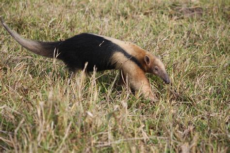 Southern Tamandua Facts for Kids | IUCN SSC Anteater, Sloth and ...