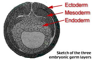 germ layer-genetic biology-image