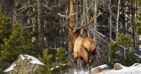 Complete Elk Hunting Pack List - eatingthewild.com