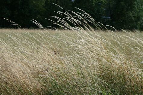 Free Images : tree, nature, forest, plant, field, lawn, meadow, grain ...