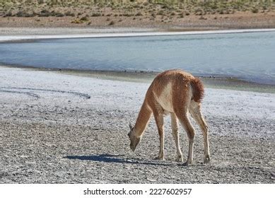 Guanacos Peninsula Patagonia Argentina Stock Photo 2227602957 ...