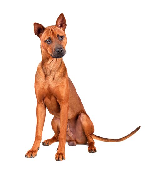 Red Dog Breeds | The Smart Dog Guide