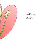 12 Ciri Ciri Bunga Sempurna dan Tidak Sempurna - DosenBiologi.com