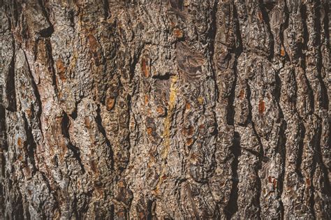 Pine tree bark texture II | High-Quality Nature Stock Photos ~ Creative Market