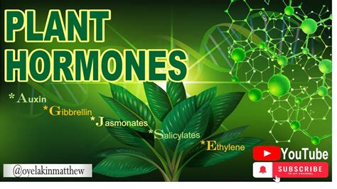 Plant Hormones | Auxins | Phyto-hormones | Cytokinin | Gibbrellin | Jasmonate | Strigolactones ...