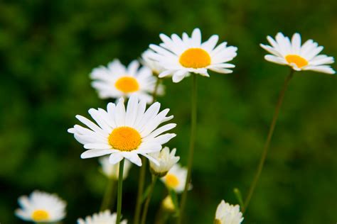 Daisy Flowers Free Stock Photo - Public Domain Pictures