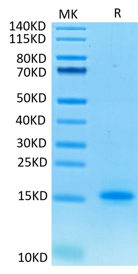 Human CD3E/CD3 epsilon Protein (CDE-HM101) – KACTUS