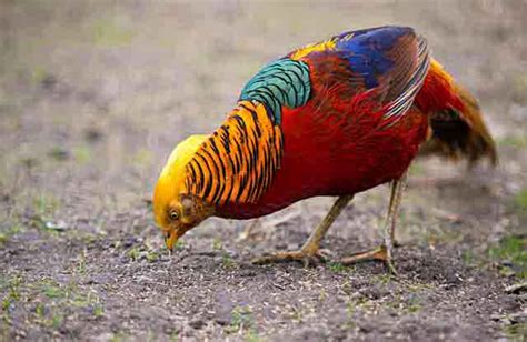 Golden Pheasant | Bird Identification Guide | Bird Spot