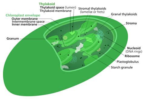 Difference Between Thylakoid and Stroma | Compare the Difference ...