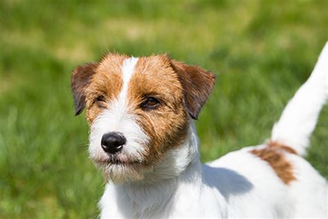 Jack Russell Terrier | Breeds A to Z | The Kennel Club