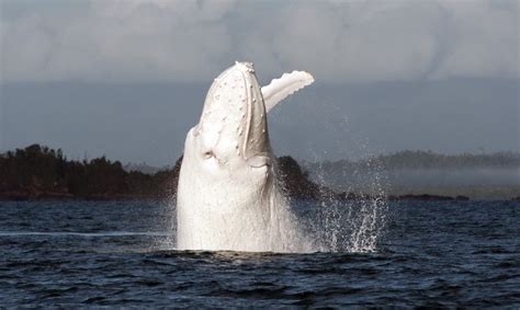 Albino Whale Pictures, Photos, and Images for Facebook, Tumblr, Pinterest, and Twitter