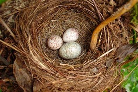 Olive-Sided Flycatcher | Coniferous Forest