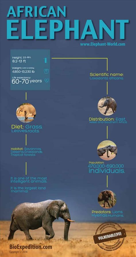 African Elephant Infographic - Elephant Facts and Information