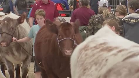 The Houston Rodeo starts Feb. 27 | kvue.com