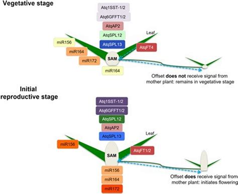 of miRNA and gene expression. The upper diagram shows the expression of ...