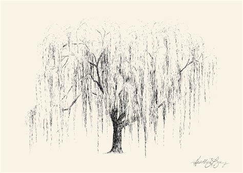 Black Willow Tree Drawing