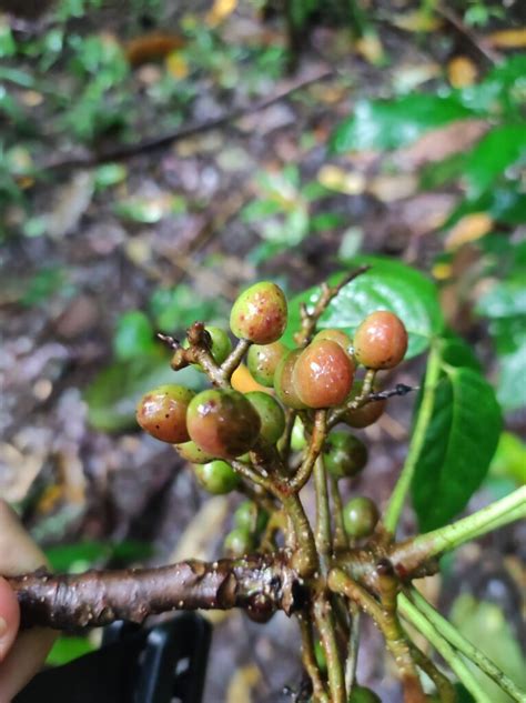 Bursera simaruba - Arboretum