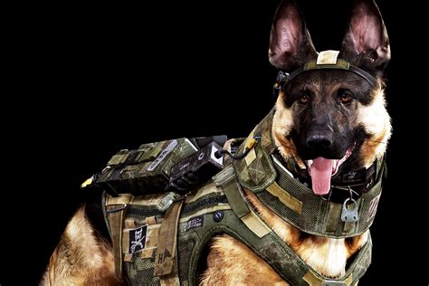 Dog Army Awesome Wallpapers HD / Desktop and Mobile Backgrounds