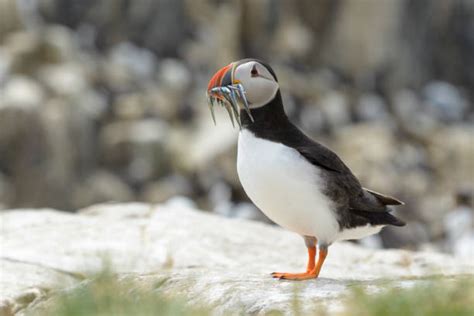 Best Atlantic Puffin Eating Fish Stock Photos, Pictures & Royalty-Free ...