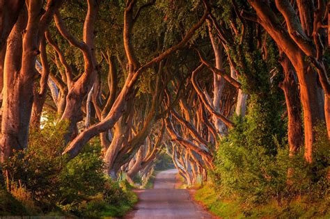 The Dark Hedges, Ballymoney, County Antrim, Northern Ireland by Joe ...