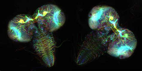 Drosophila melanogaster (fruit fly) larval brains | Nikon Small World