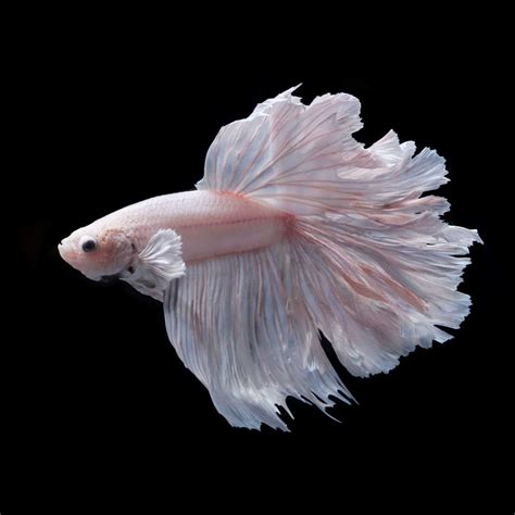 Pink Betta Fish: A Spectacular, Lively, and Bright Breed