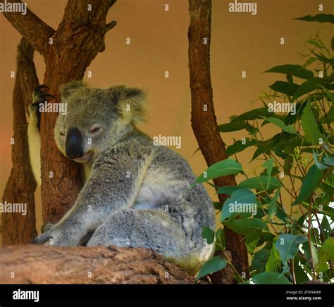 Koala sleeping in Tree Stock Photo - Alamy