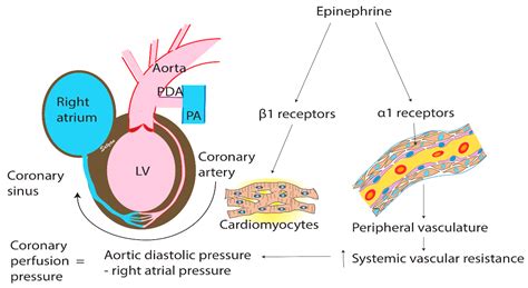 Children | Free Full-Text | Epinephrine in Neonatal Resuscitation