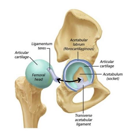 Acetabular Labrum Anatomy - Human Anatomy B21