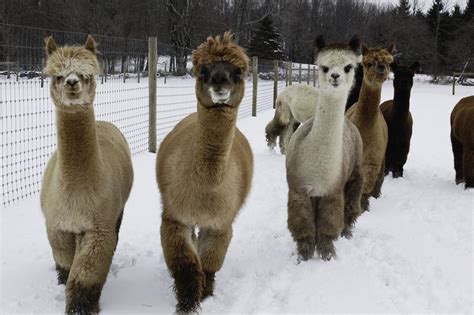 An Alpaca Farm in the Catskills - ESCAPE BROOKLYN | Alpaca farm, Alpaca ...