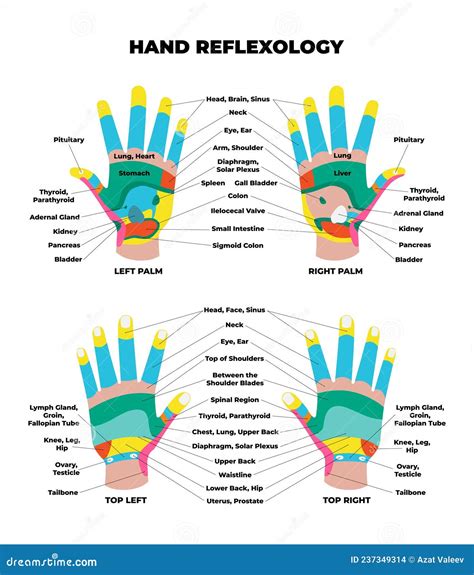 Left And Right Palm And Top Dorsal Hand Reflexology Chart With Accurate Description Of The ...