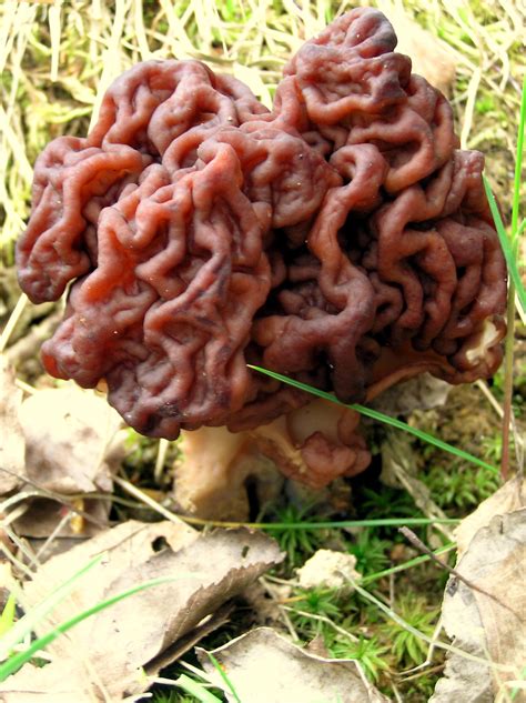 6 Weird Edible Mushrooms - Ethnic Foods R Us