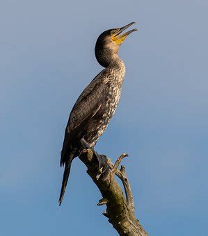 3+ Free Juvenile Cormorant & Cormorant Images - Pixabay