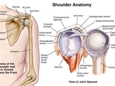 Glenohumeral Joint WikiMSK | atelier-yuwa.ciao.jp