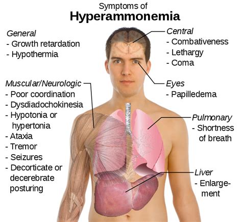 6.41 Transamination, Deamination & Ammonia Removal as Urea | Nutrition ...