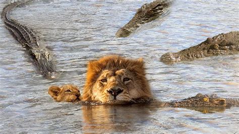 OMG ! The Swimming Lion Family Was Attacked By Crocodiles And Eaten ...