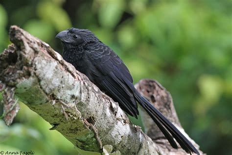 Belize Birding: Groove-billed Ani by Anna Fasoli | Nemesis Bird