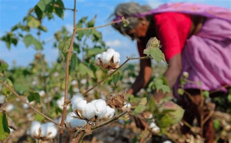 India's cotton farmers turn to black market herbicide-tolerant GM ...