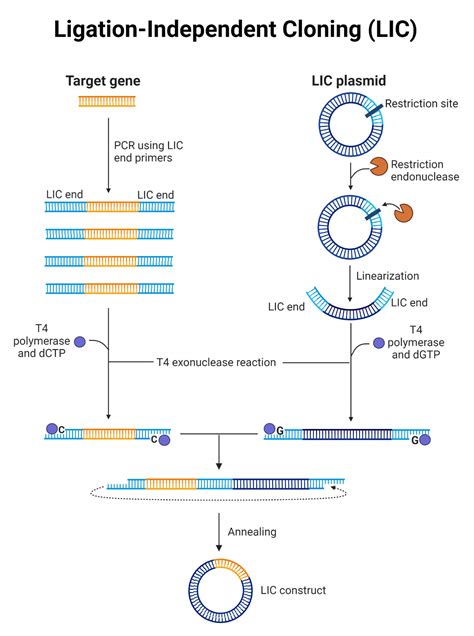 DNA Cloning: Principle, Steps, Components, Methods, Uses