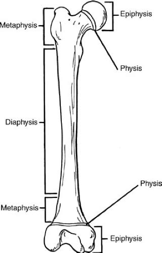 Principles of Orthopedics | Obgyn Key