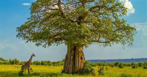 Plants & trees in Serengeti National Park - Tanzania