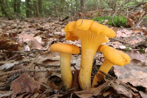 Cantharellus cibarius: The Golden Chanterelle Identification and Benefits