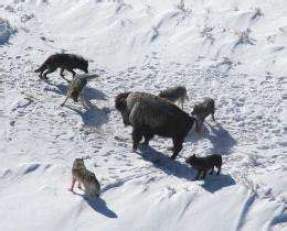 Wolf hunting strategy follows simple rules