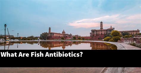 What Are Fish Antibiotics? [2024 Guide] - Gold Koi Fish