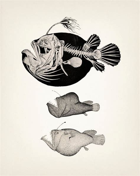 Angler Fish Skeleton Scientific Anatomy Drawing OE-01 Fine - Etsy