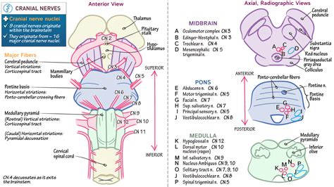 cranial nerves labeled diagram