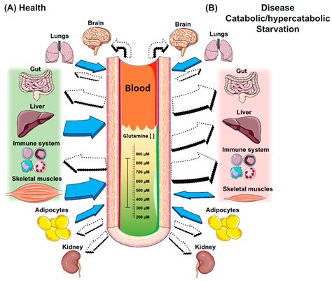 Nutrients | Free Full-Text | Glutamine: Metabolism and Immune Function, Supplementation and ...