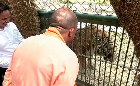 Yogi Adityanath Visits Gorakhpur Zoo, Inspects Tiger, Lions, Rhinos At ...